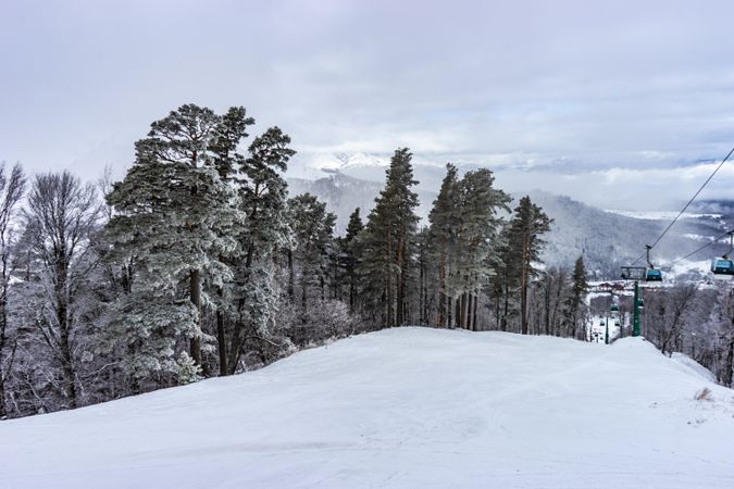 Snowy trees in Caucasus mountain