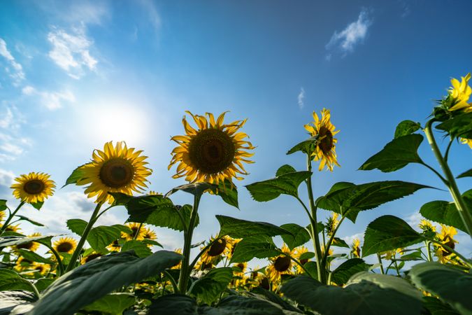 Blooming sunflowers in a field looking up at sky