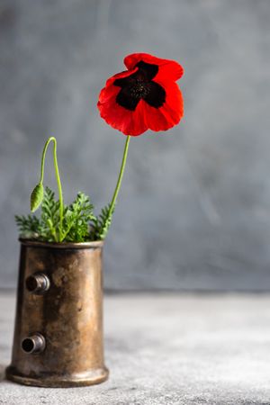 Red poppy flower in copper vessel