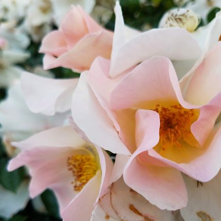 Light pink rose close up