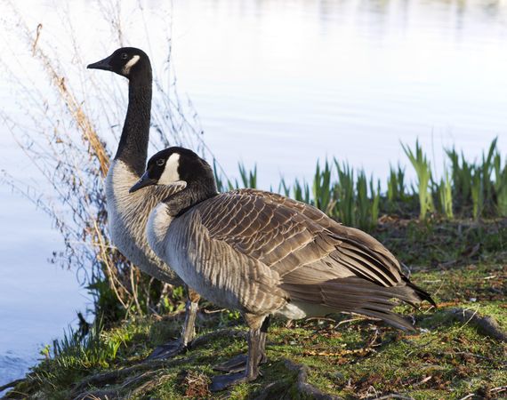 Canadian Geese standing by a lake