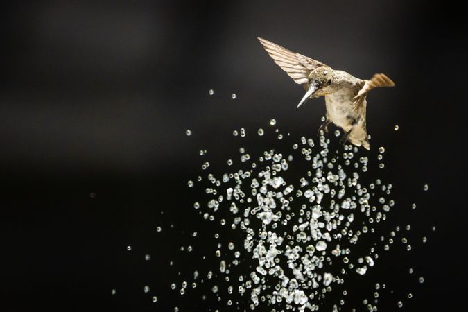Hummingbird in Flight