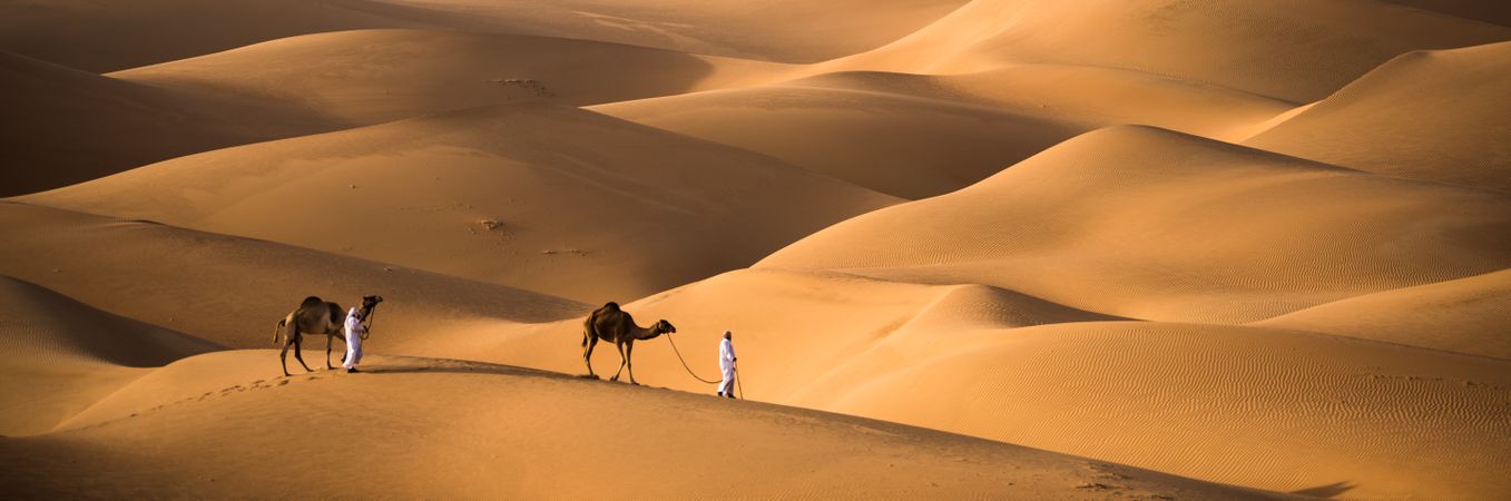 Two people walking dromedaries in Moreeb dune in UAE