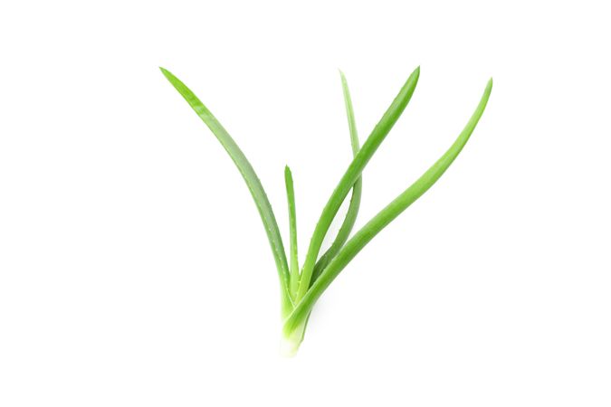 Aloe vera plant isolated on plain background. Natural treatment