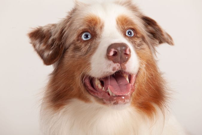 Portrait of a happy light brown Australian shepherd with blue eyes