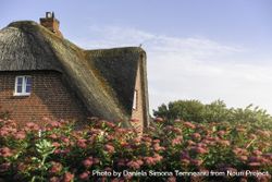 Close up of thatched house with rose bushes 42LDq0