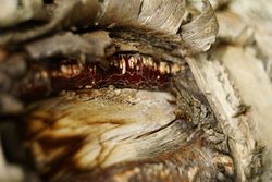 Bark on wood
