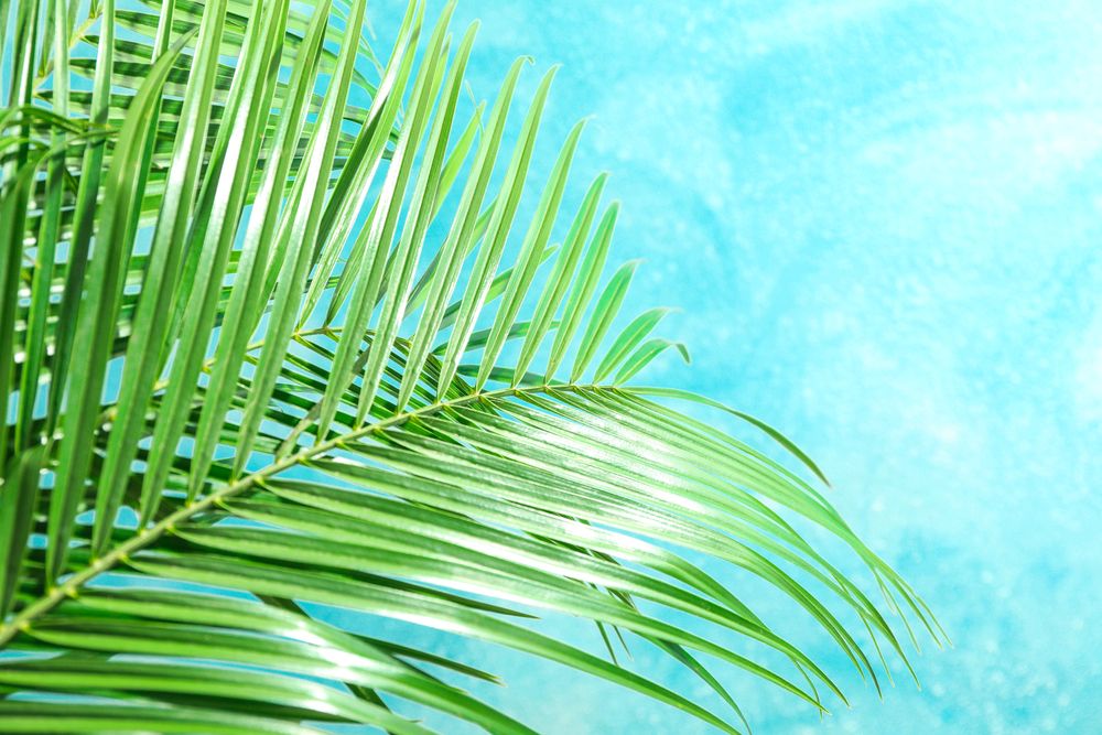 Beautiful palm leaves on light background, closeup and space for text. Exotic plant