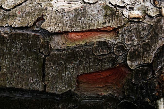 Old tree trunk with ragged bark