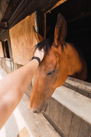 Person petting chestnut horse in wooden stable