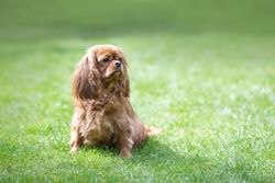 Cavalier spaniel sitting on the grass looking away