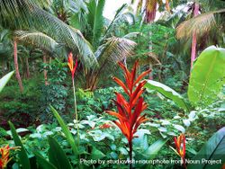 Colorful jungle scene with heliconia bird-of-paradise 5nNGl5