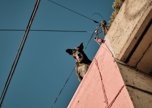 Dog looking down at camera from roof