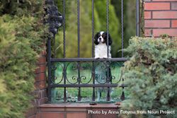 Curious cavalier spaniel behind a fence 5oZRQ0
