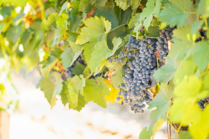 Vineyard with Lush, Ripe Wine Grapes on the Vine Ready for Harvest