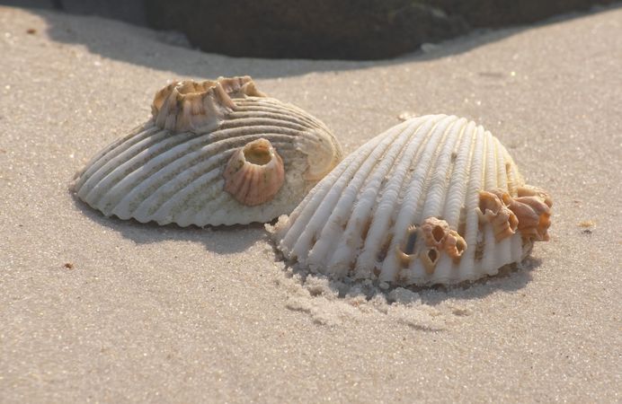Two shells are on the tropical beach in macro style. Shell and sand.