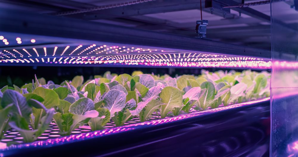 Vertical Farming Rack with Green Spinach Growing in a Hydroponics System. LED Lamps Producing Ultraviolet Artificial Sunlight. Modern Agriculture Technology with Efficient Use of Renewable Energy