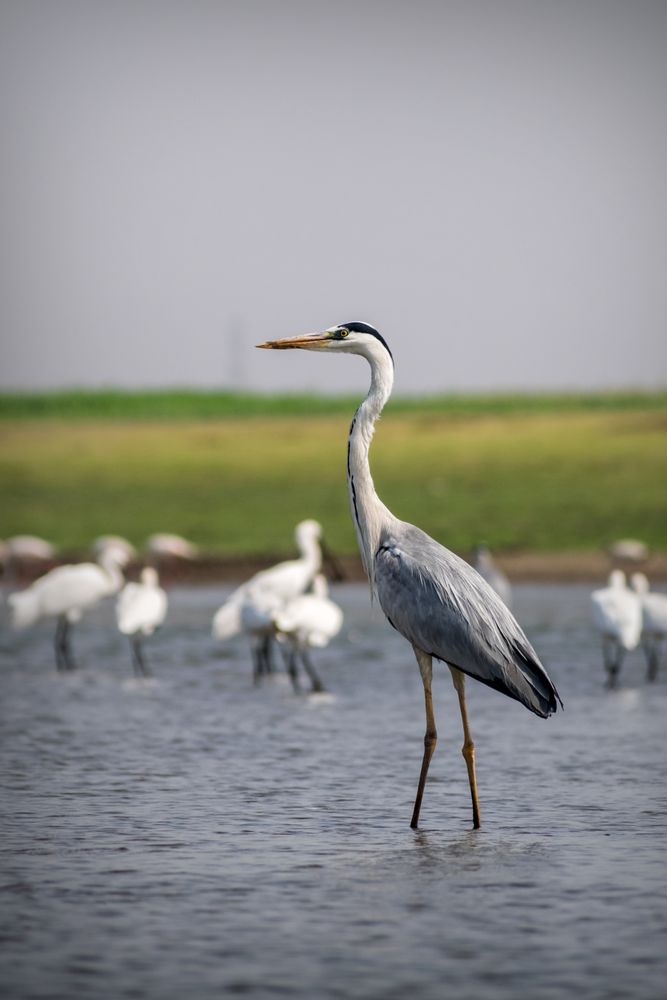 A Grey Heron wading through the waters with many egrets at Bhigwan Bird Sanctuary in Maharashtra, India