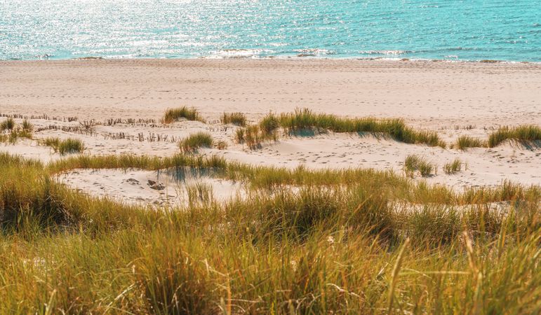 Beach landscape on Sylt island with the marram grass dunes and the seawater