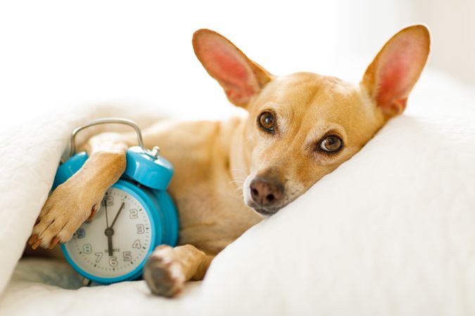 Brown Chihuahua dog lying in bed holding blue clock