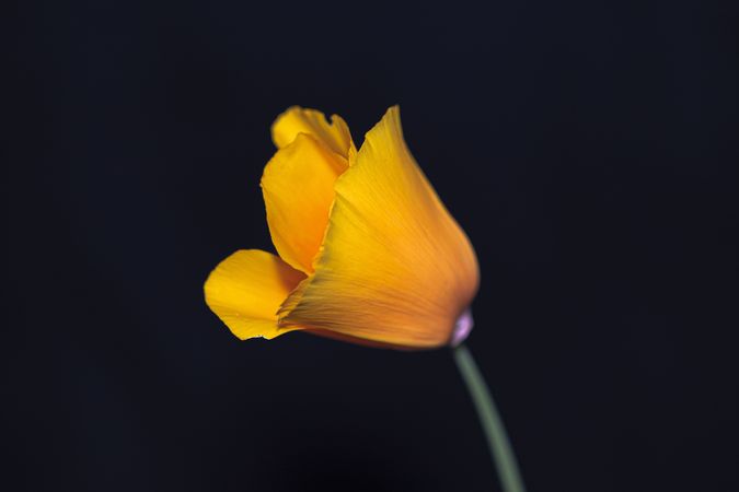 Side view of yellow poppy