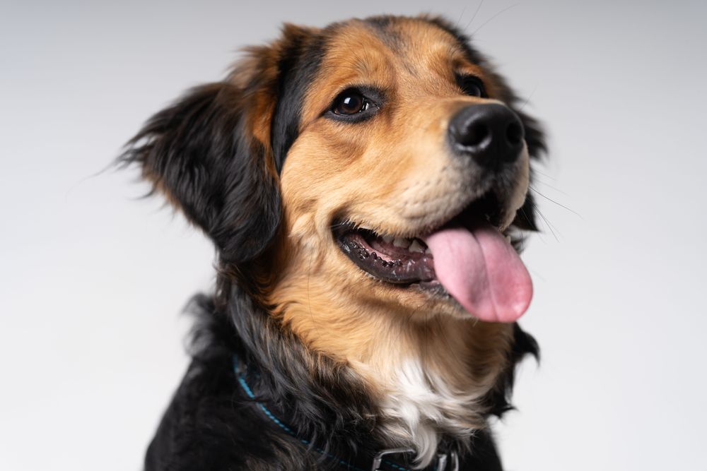 Portrait of English Shepherd