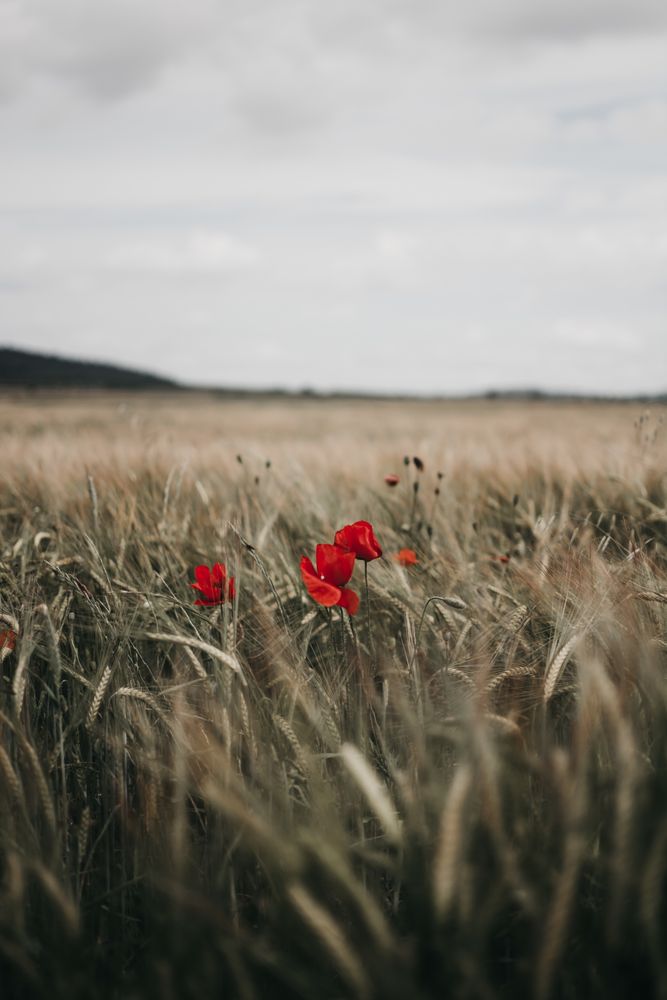 Red poppies in dry field