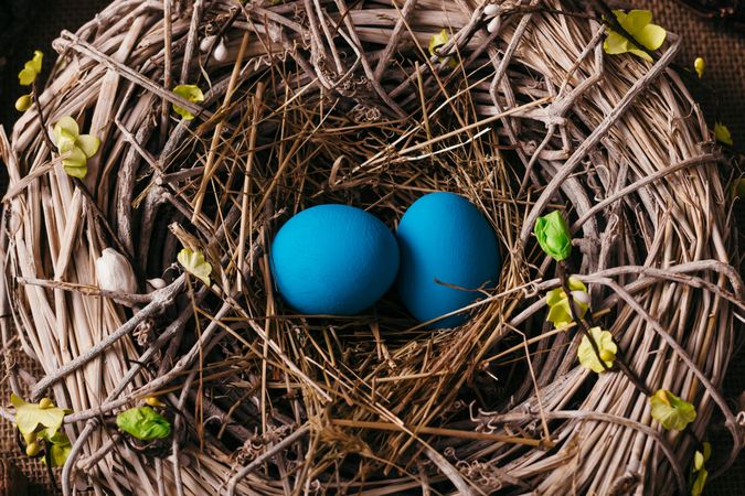 Blue eggs in bird nest