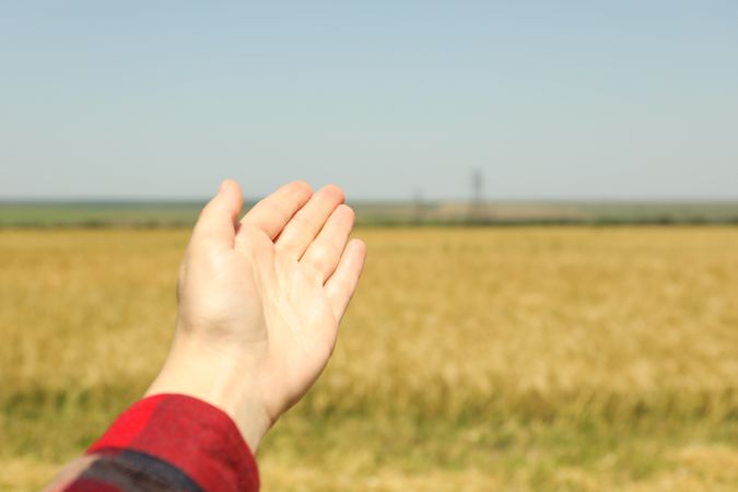 Woman hand in barley field. Agriculture business