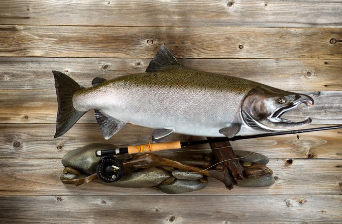 Trophy salmon and fishing gear on rustic wood