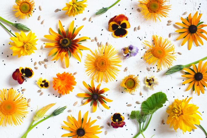 Top view of autumnal flowers on light background