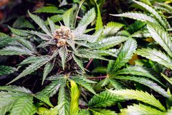 Close up of the top of a marijuana plant