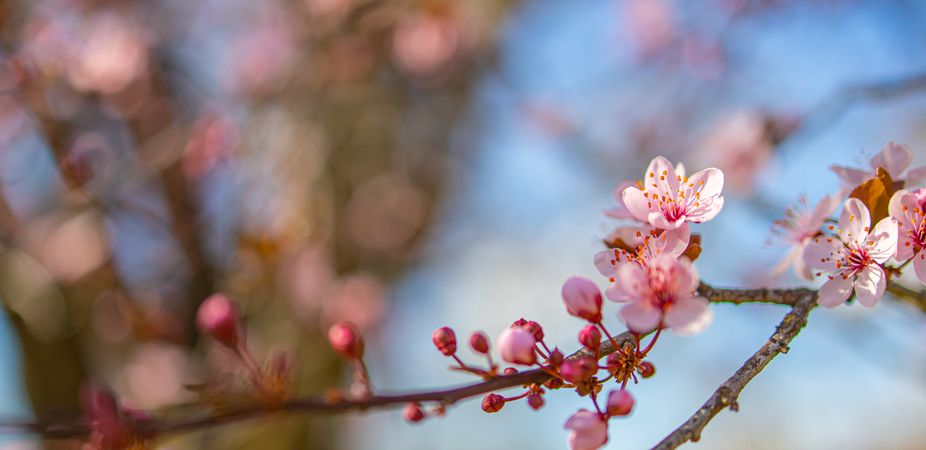Wide shot of pink cherry blossoms on a branch
