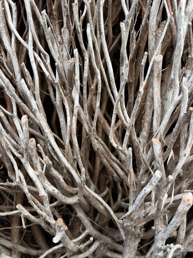 Close up of dead wood branches