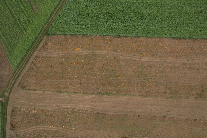 Drone aerial image with pumpkin farm in Stuttgart, Germany