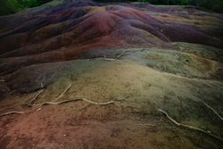Branches strewn on seven color