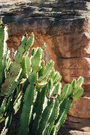 Tall cactus against blue sky