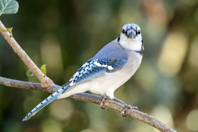 Blue jay on brown tree branch
