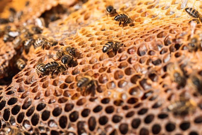 Bees on honeycomb in apiary