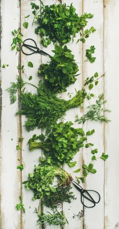 Flat-lay of bunches of various fresh green kitchen herbs and garden scissors
