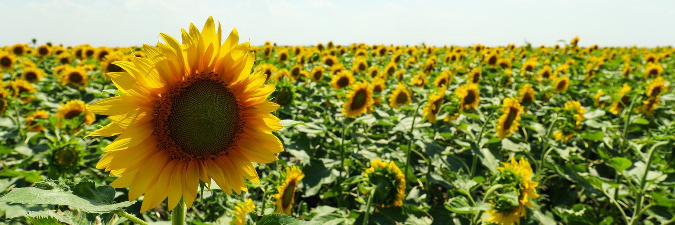 Field of beautiful sunflowers against sky. Summer nature