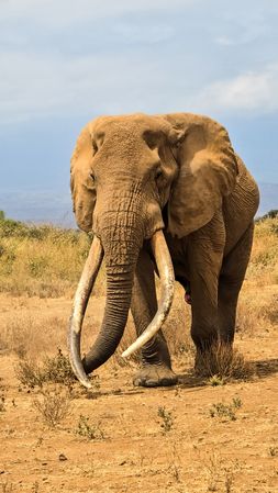 Majestic elephant walking in the savannah during a Kenya safari