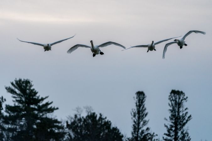 Trumpeter Swans in flight in autumn McGregor, Minnesota