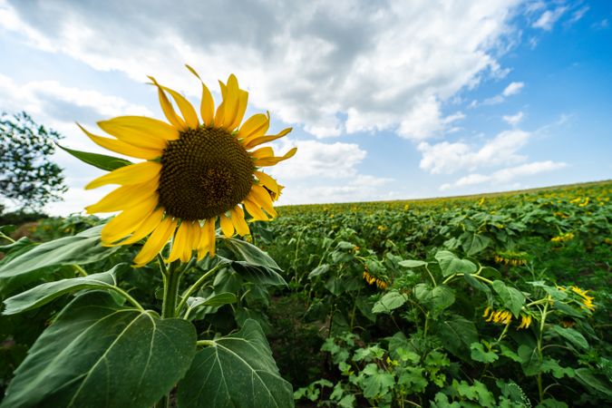 Blooming sunflowers in a bright field