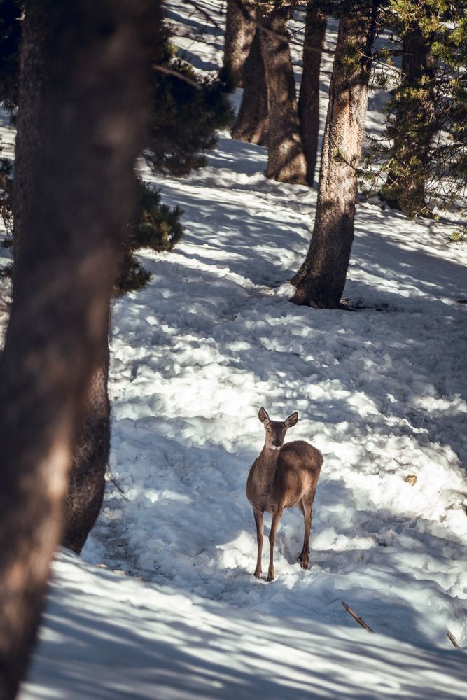 Noble deer near trees between snow