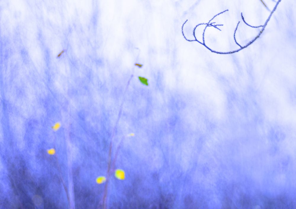 Tender dry leaves in blue light effect