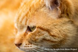 Orange tabby cat in close up 4Nxol0
