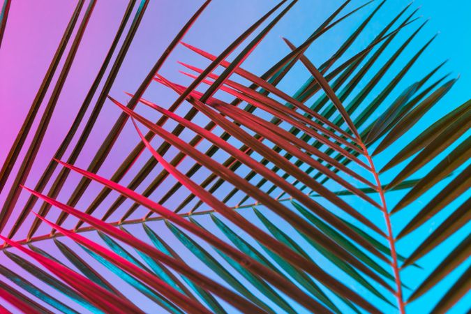 Palm leaves lit in bold neon  colors, on gradient blue to pink background