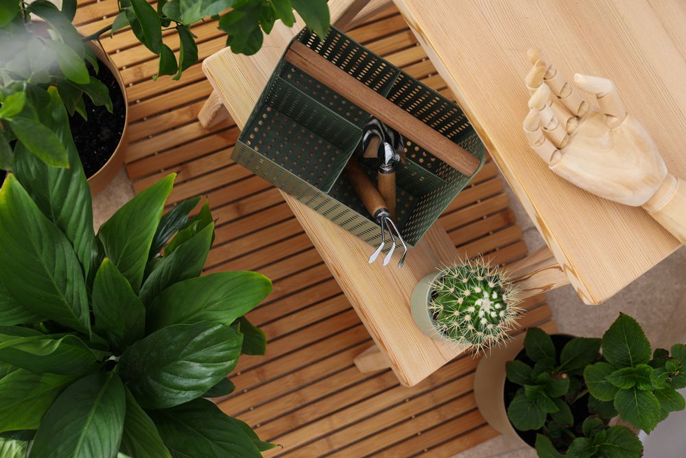 Cozy hobby - growing indoor plants at home