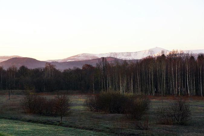 Bare trees and mountains on sunny morning